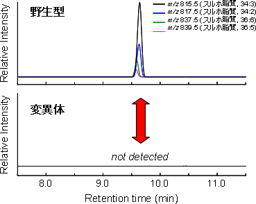 野生型と変異体におけるスルホ脂質の蓄積パターンの比較の図