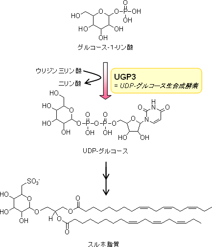 発見した新たなスルホ脂質生合成機構の図