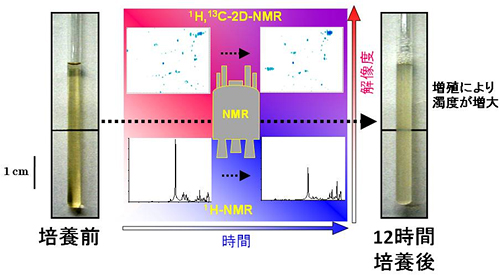 NMR管中での腸内微生物の培養の図