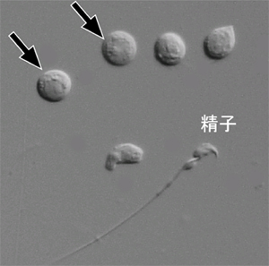 マウス精巣中の生殖細胞の画像
