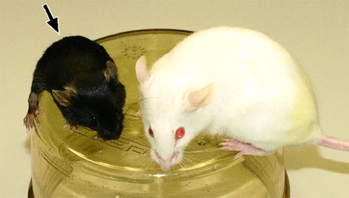 円形精子細胞の顕微授精後、胚移植によって仮親（白いマウス）から生まれた雄マウス（黒いマウス）の写真