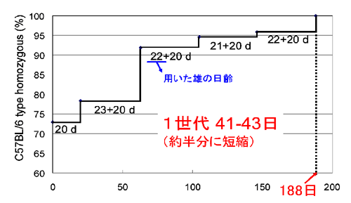 74の多型マーカーがすべてC57BL/6型に置換されるまでの過程を示したトランスジェニックマウスの例の図