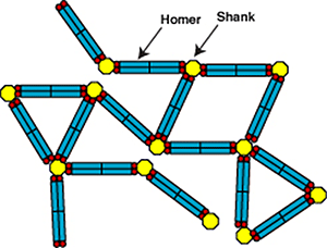 ShankとHomerによって形成される網目構造のモデルの図