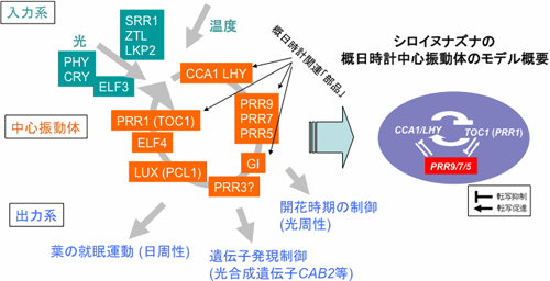 モデル植物シロイヌナズナの生物分子時計の概要のｚ鵜