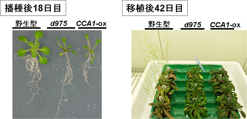 モデル植物シロイヌナズナの野生型および概日リズム消失植物体の表現型の画像