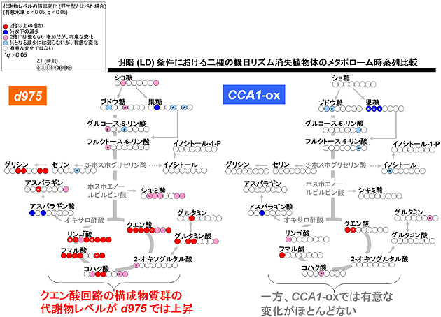 明暗（LD）条件下の概日リズム消失植物体のメタボローム比較の図