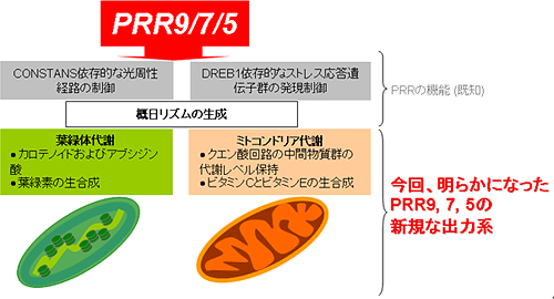 発見したPRR9、7、5の新規な出力系の図