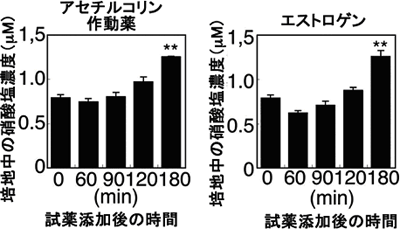 脳血管内皮細胞に対するアセチルコリンとエストロゲンの効果の画像