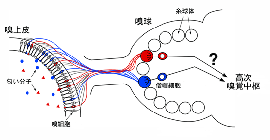 嗅覚神経回路の構造の画像
