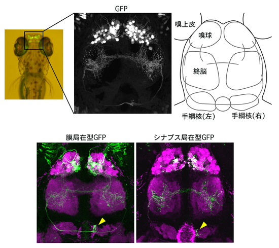 僧帽細胞をGFPで可視化したトランスジェニックゼブラフィッシュの稚魚の画像
