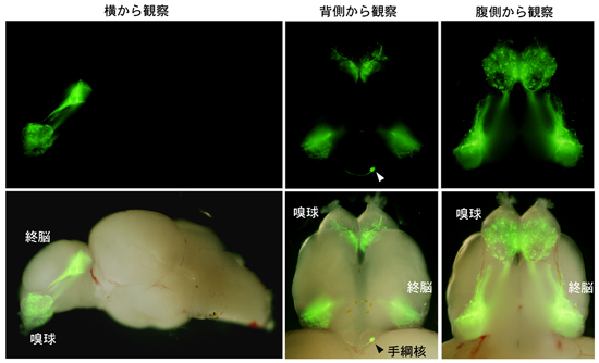 僧帽細胞の右手綱核への投射は成魚でも維持されているの画像