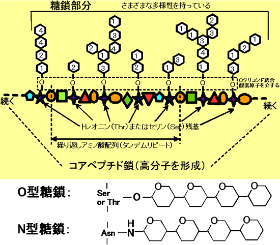 ムチンの一般的構造の図