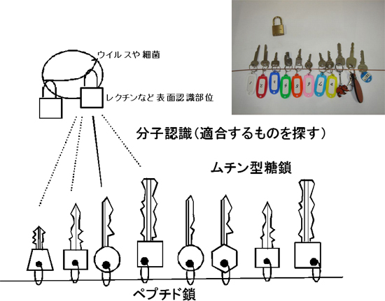 キーホルダーにたとえたムチンの働きの図