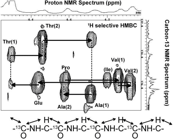 ペプチド骨格のα水素とペプチド結合のカルボニル基の炭素13信号の相関ピークの図