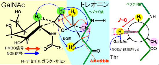 明らかになったGalNAc-Thr部分（Oグリコシド結合部分）の立体構造の図