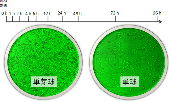 THP-1細胞の分化と今回のデータ測定の図