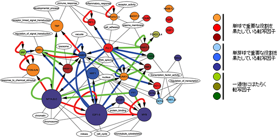 今回の研究で解明された、単芽球から単球への分化を支配する転写因子ネットワークの図