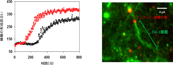 ハンチンチン線維が鋳型となってTIA-1の線維化を促進するの図