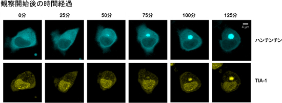 一つの細胞でハンチンチン凝集とTIA-1の経時変化を同時に追跡した様子の図