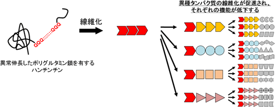 ポリグルタミン病の発症に関わる新たな分子メカニズムの図