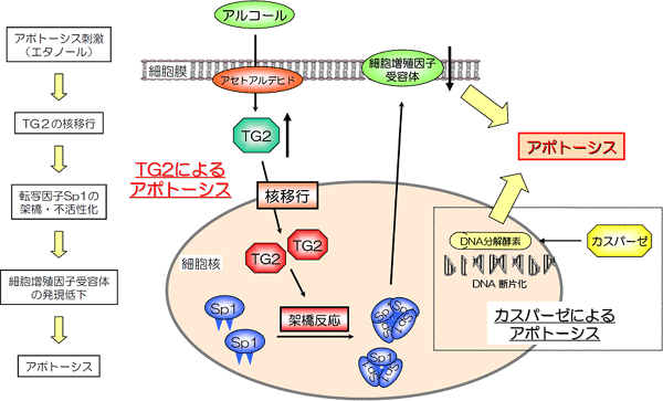 転写因子Sp1の架橋・不活性化を伴うアルコールによる肝細胞死（アポトーシス）の図