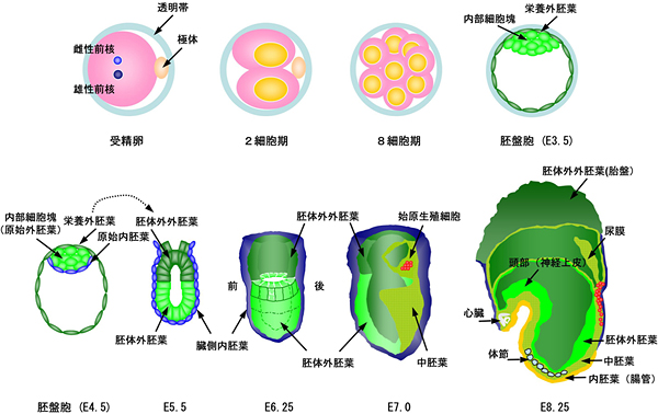 マウスの発生初期と始原生殖細胞形成の模式図の画像