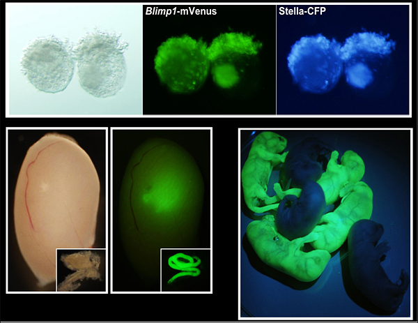 胚体外胚葉より誘導された始原生殖細胞様細胞とその精子への分化、子孫形成の画像