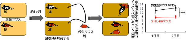 侵入者に対する探索行動の図