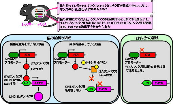 レスキューマウスの図