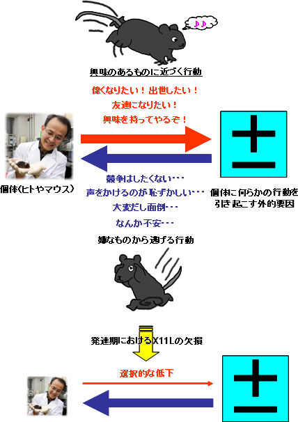 発達期にX11Lが欠損することで起きる行動異常の図