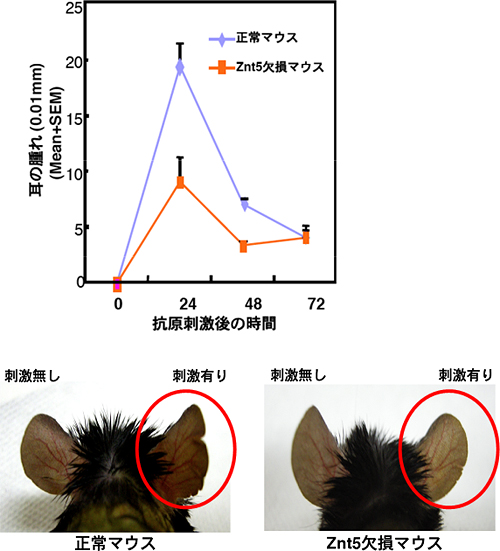 正常マウスとZnt5欠損マウスの比較の図