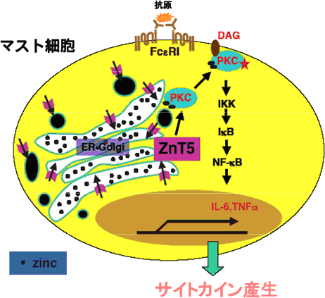 マスト細胞でのZnt5を介するサイトカイン産生メカニズムの図