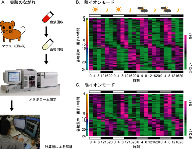 血中で概日振動する代謝物質の抽出の図