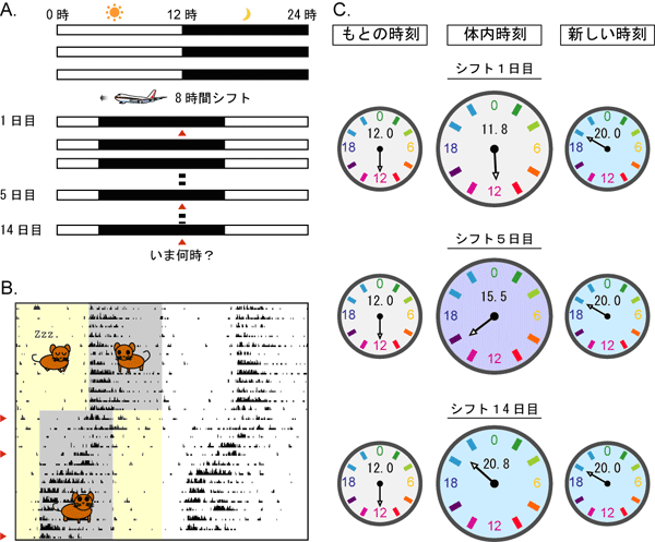 時差ぼけの時刻診断の図