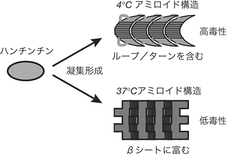 アミロイド構造に依存した細胞毒性の図