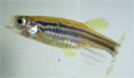 ゼブラフィッシュの成魚の画像