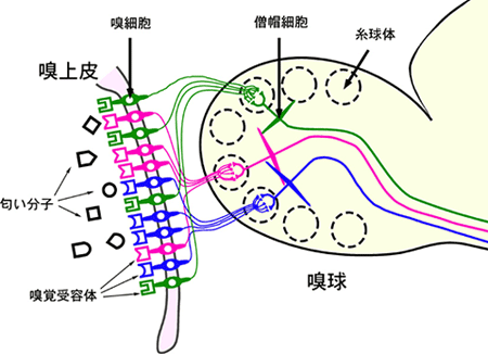 鼻（嗅上皮）から脳（嗅球）への神経配線の図