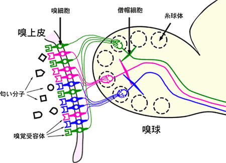 鼻(嗅上皮)から脳(嗅球)への神経配線の図