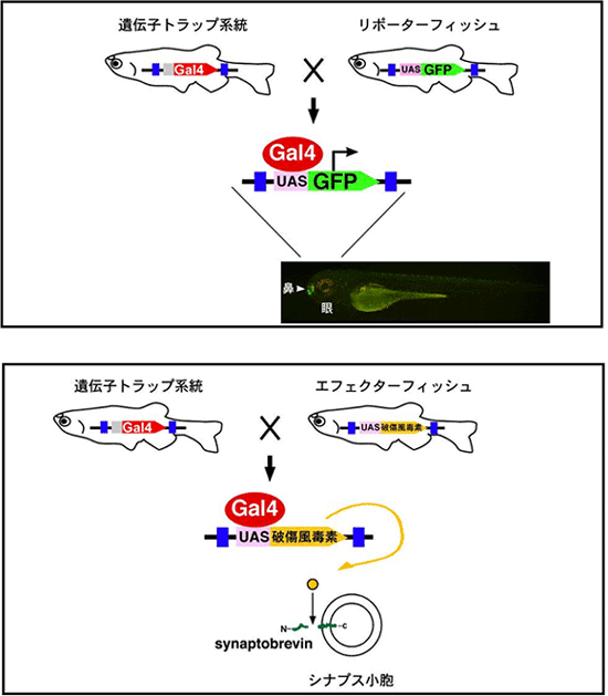 Gal4-UASシステムによる神経回路の可視化と神経伝達の遮断の図