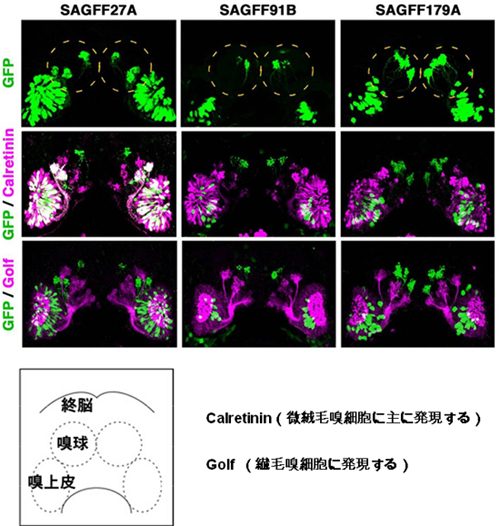 異なる嗅細胞にGFPを発現するトランスジェニックゼブラフィッシュ（稚魚での観察）の図
