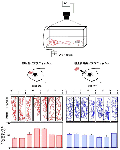 ゼブラフィッシュはアミノ酸への誘引反応を示すの図