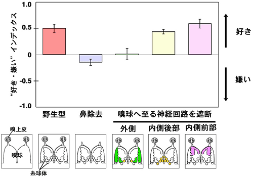 鼻から嗅球の外側部に至る神経回路がアミノ酸への誘引に重要な役割を持つの図