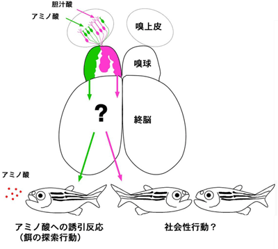 好きな匂いの神経回路の図