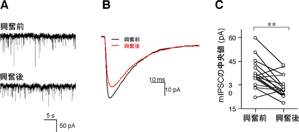 過剰に神経が興奮すると、GABA作動性シナプスの電気的応答は小さくなるの図