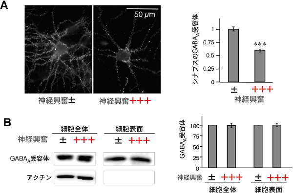 神経が興奮するとシナプスのGABAA受容体数が減るが、細胞表面の受容体数は変わらないの図