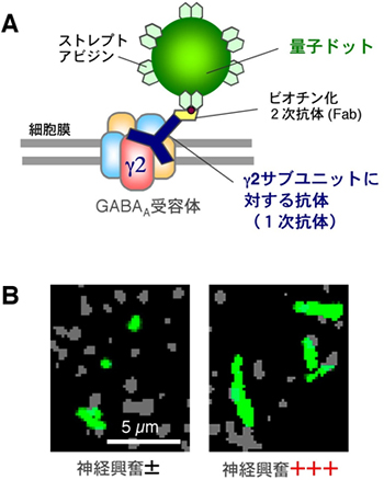 量子ドット1分子イメージングによるGABAA受容体側方拡散の解析の図