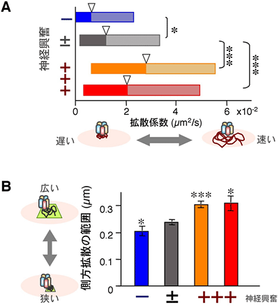 GABAA受容体の側方拡散は、神経興奮依存的に増加するの図