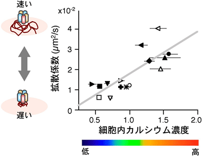 GABAA受容体の側方拡散は細胞内カルシウム濃度に依存するの図