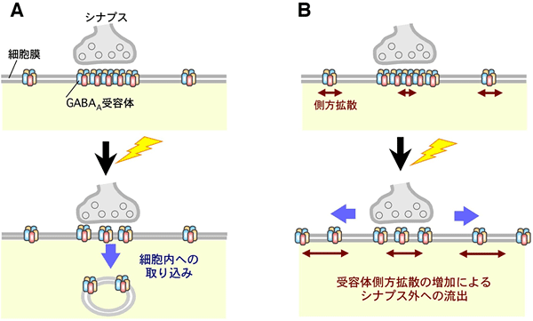 本研究の結果から推測される、抑制性シナプス可塑性の新しい分子機構の図