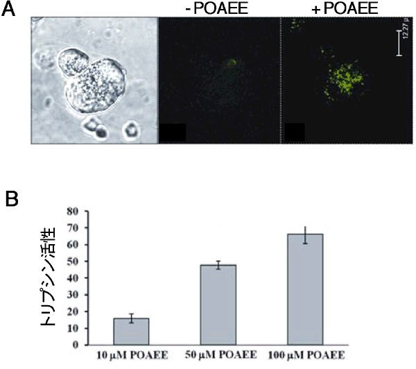 POAEEは膵臓細胞の中のトリプシンを活性化するの図